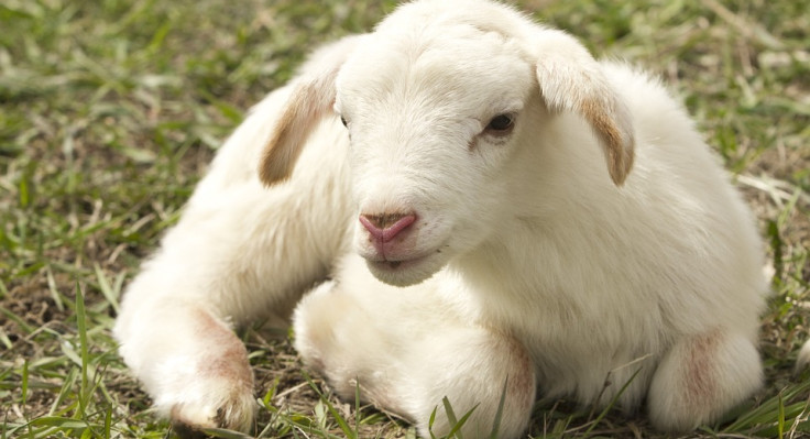 lamb-2216160-960-720.jpg