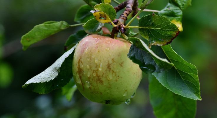 apple-tree-5543181-1920.jpg