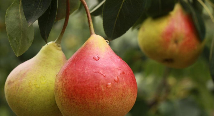 pear-2297977-1920.jpg