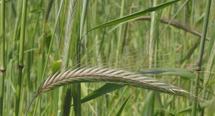 1280px-rogge-aar-secale-cereale.jpg