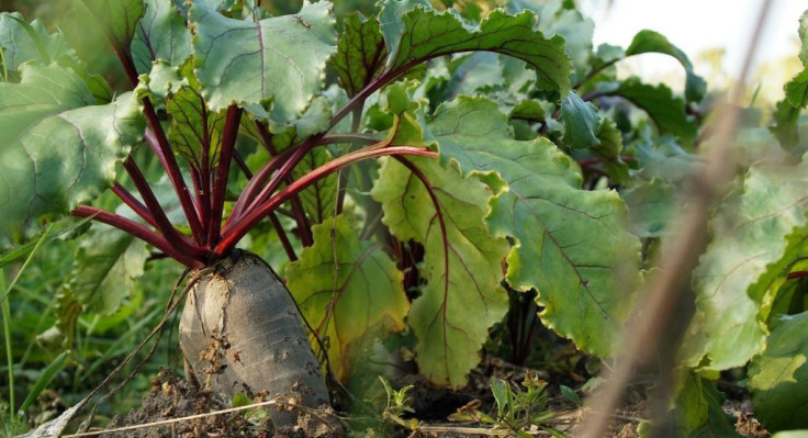 beet-4470670-1920.jpg