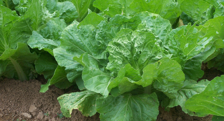 salad-258979-1920.jpg