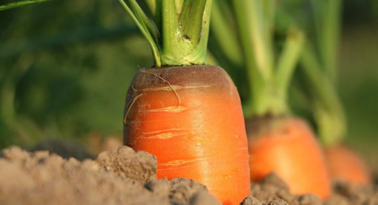 carrot-1565597-1920.jpg
