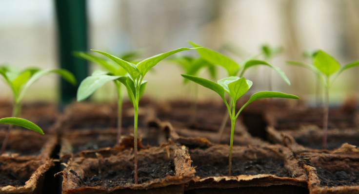 seedling-5009286-1280.jpg