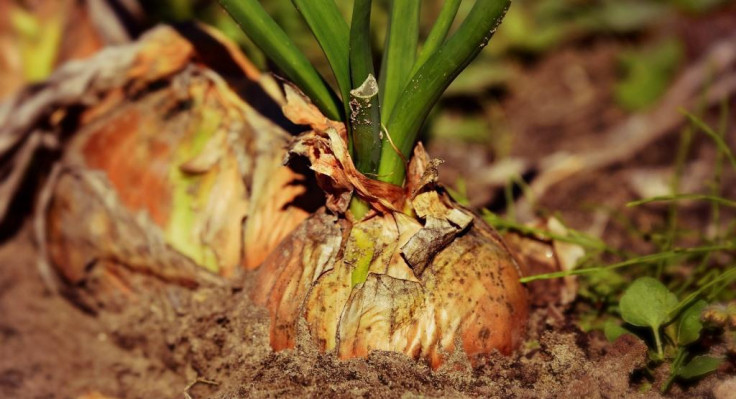 onion-3706937-1920.jpg
