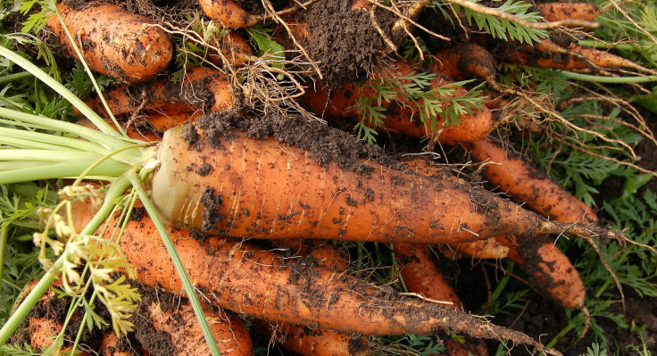 carrot-551661-1920.jpg