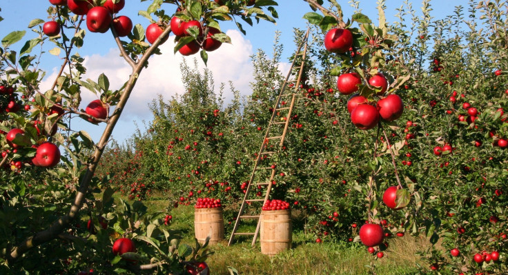 apples-gd216191e8-1920.jpg