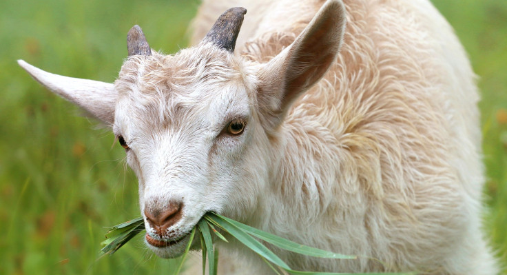 goat-1596880-1920.jpg