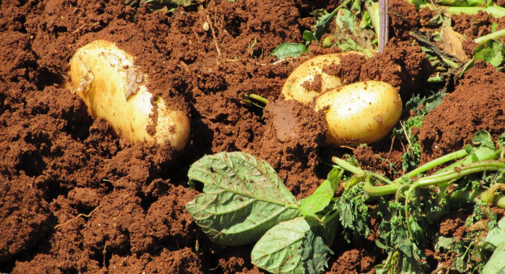 potatoes-1303563-1920.jpg